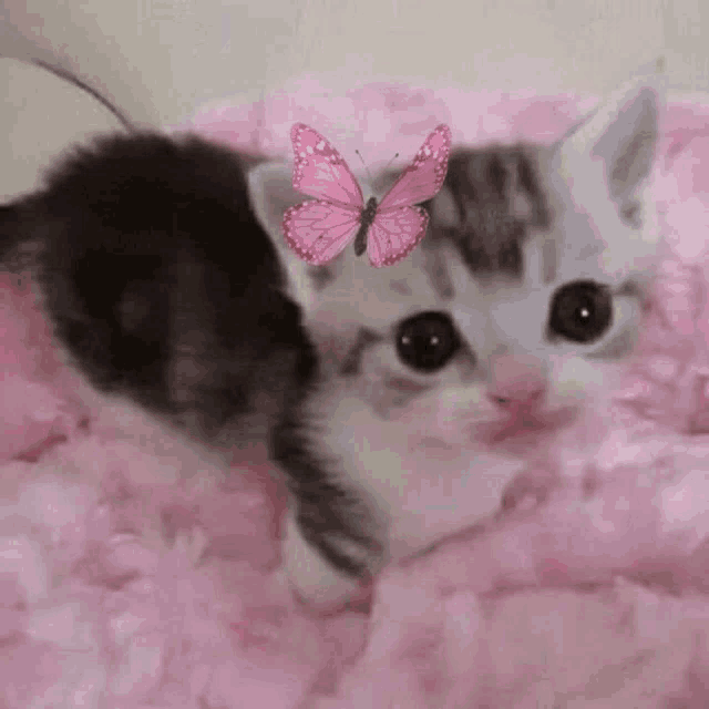 a kitten is laying on a pink blanket with a pink butterfly on its head .