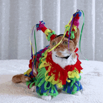 a cat is wearing a colorful costume with ribbons
