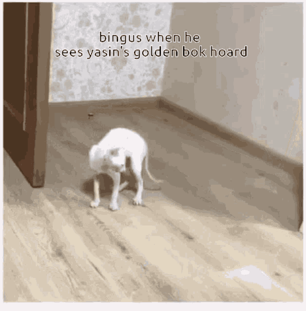 a white dog walking on a wooden floor with a caption that says bingus when he sees yasin