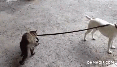 Cat Dog GIF - Cat Dog Come Here GIFs