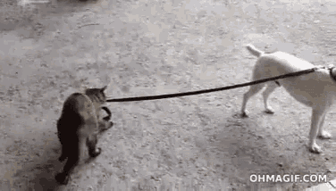 a cat is being pulled by a white dog on a leash