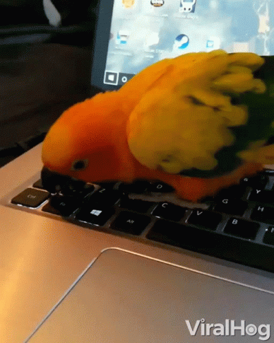 Sun Conure Keyboard Destroyed GIF - Sun Conure Keyboard Destroyed Pet Bird GIFs