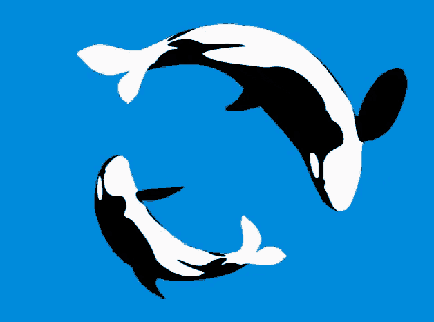 two killer whales are swimming in a circle in the water