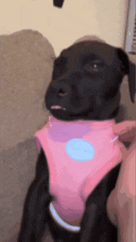 a black dog wearing a pink harness is sitting on a couch