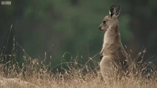 Kangaroo GIF - Kangaroo GIFs