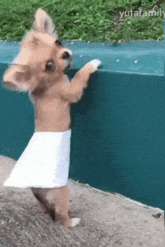 a small brown dog wearing a white towel around its neck