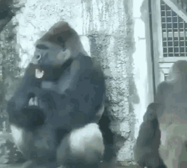 Gorilla Gorilla Calms Down GIF - Gorilla Gorilla Calms Down Gorilla Screaming GIFs