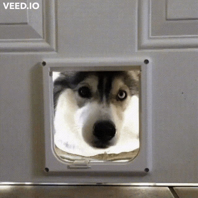 a husky dog looking through a cat door with the words veed.io written on the bottom