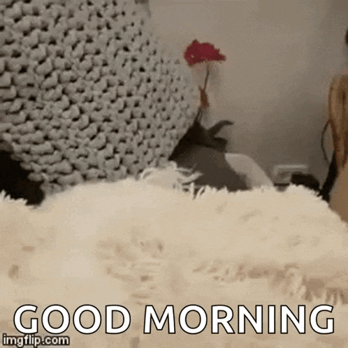 Its Bedtime Dog GIF - Its Bedtime Dog Cute GIFs