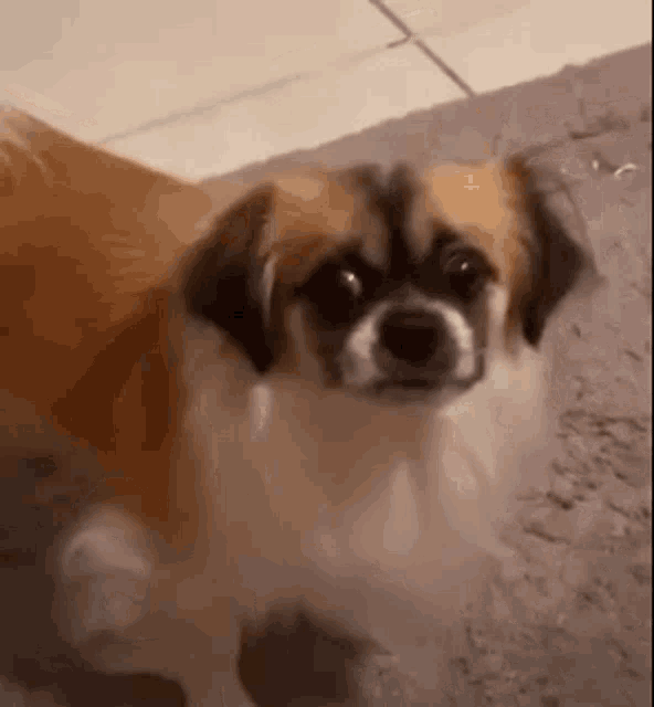 a brown and white dog is standing on a tiled floor .