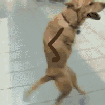 [via] GIF - Dogs Walking Dog Hey There GIFs