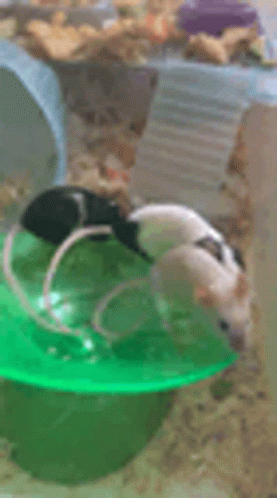 Mice Wheel GIF - Mice Wheel Dancing GIFs