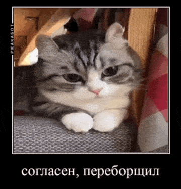 a cat is sitting on a chair and looking at the camera with a caption in russian