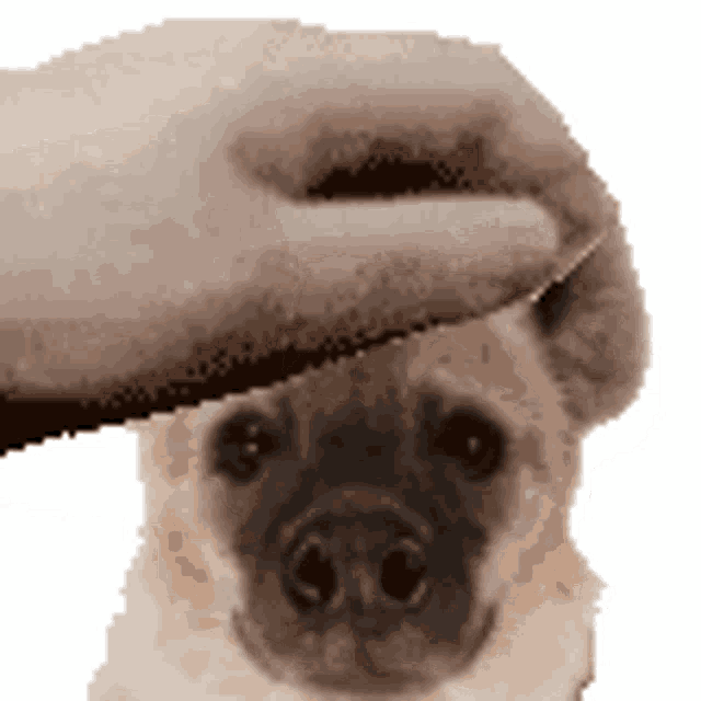 a person is petting a small dog 's head with their hand