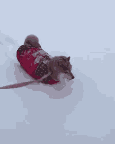a small dog wearing a red jacket and a leash is walking in the snow .