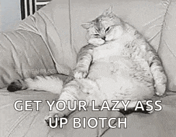a fat cat is sitting on a couch with the words `` get your lazy ass up biotch '' written on it .
