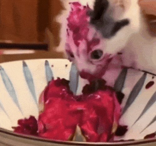 a cat is eating a bowl of ice cream with a purple sauce on it .