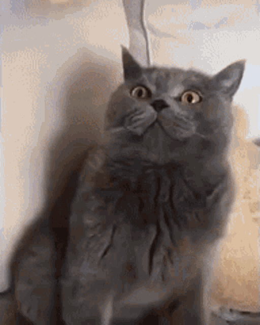 Cat Bag GIF - Cat Bag Mcdonalds GIFs