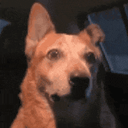 a close up of a dog sitting in the back seat of a car .
