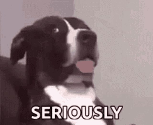 a black and white dog with its tongue out and the words `` seriously '' written next to it .