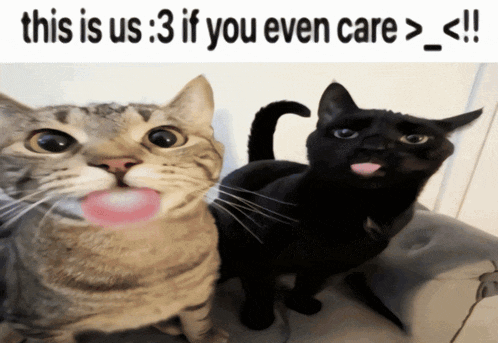 two cats sticking their tongues out with the caption " this is us 3 if you even care > < "