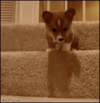 Puppies GIF - Puppies GIFs