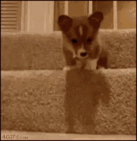 a small brown and white dog is jumping up a set of stairs .