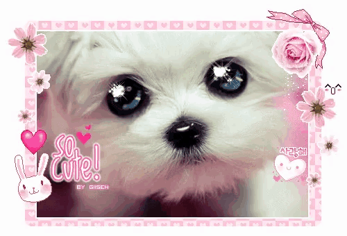 a picture of a small white dog with the words so cute on the bottom