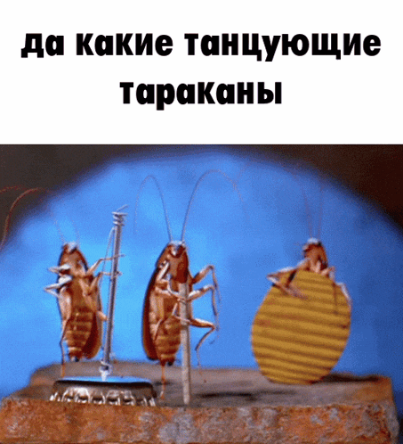 тараканы Dance GIF