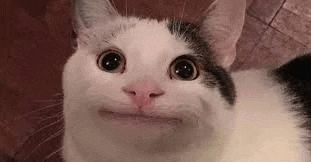 a black and white cat with a surprised look on its face is looking at the camera .