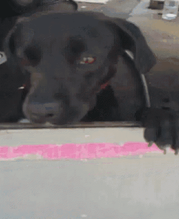 a black dog looking out of a car window