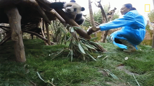 Fall Down 360baby Pandas GIF - Fall Down 360baby Pandas Rolling GIFs