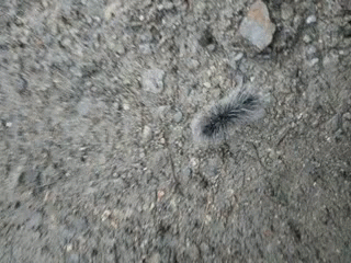 Slow Motion Caterpillar GIF - Slow Motion Caterpillar Creep GIFs