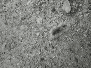 a caterpillar is crawling on a pile of dirt