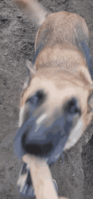 a close up of a dog 's nose being held by a person 's hand