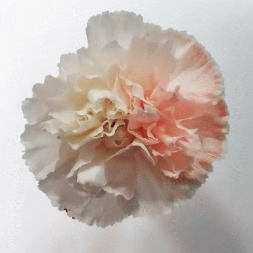카네이션 어버이날 꽃 분홍 GIF - Carnation Flower Clove Pink GIFs