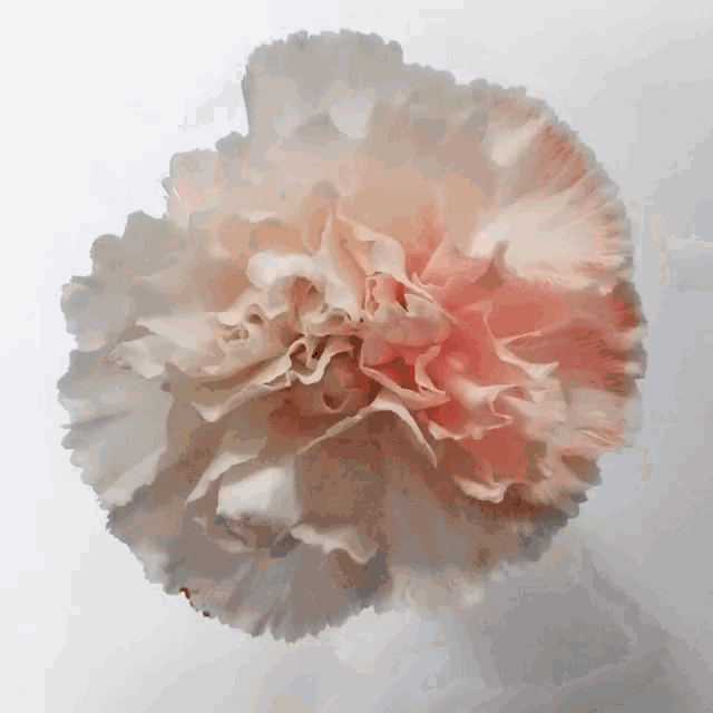 a pink and white flower with a white background