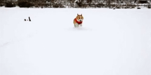 Dog Corgi GIF - Dog Corgi Snow GIFs