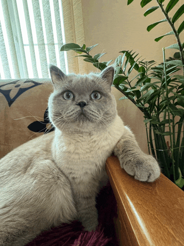 a cat laying on a couch looking at the camera with a plant in the background