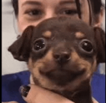 a woman is holding a small brown dog with big eyes .