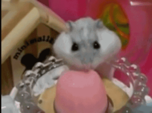 Cuteness Hamster GIF - Cuteness Hamster Jello GIFs