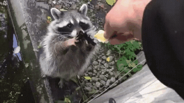 Raccoon Give It To Me GIF - Raccoon Give It To Me GIFs
