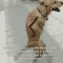 a dog is standing on its hind legs with a stick in its mouth and a quote .