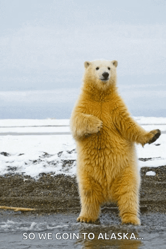 Dance Polarbear GIF - Dance Polarbear Bear GIFs