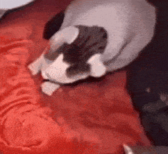 a black and white cat is laying on a bed with a red blanket .