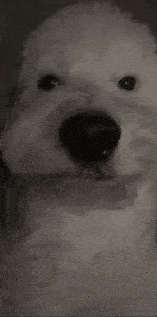 a close up of a dog 's face with a black background