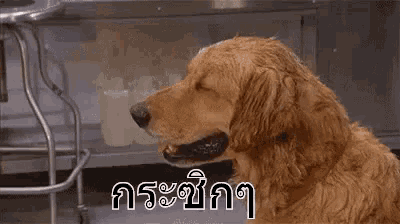 a dog is sitting in front of a sink and looking at something .