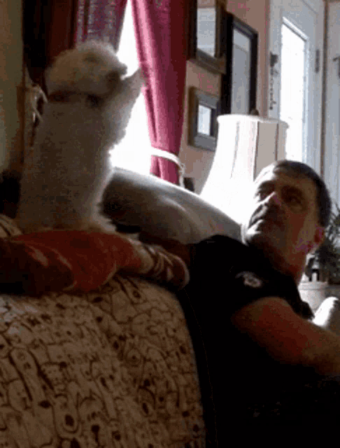 a man is laying on a couch with a dog standing on its hind legs