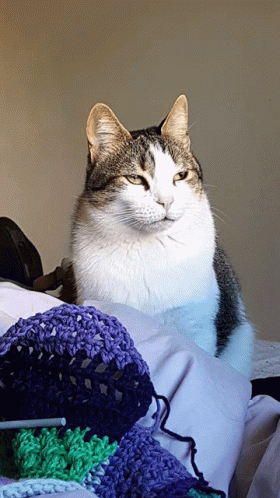 Cat Cats GIF - Cat Cats Lazy GIFs