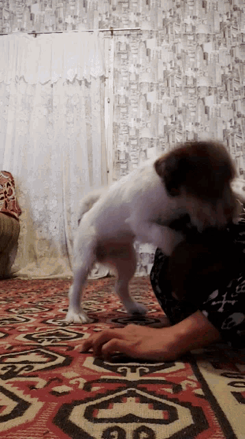 a person is playing with a dog on a rug that has the letter g on it